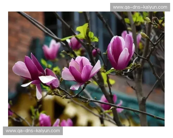 双城记：当红墙遇见繁花，你的灵魂终将择哪一城而栖？